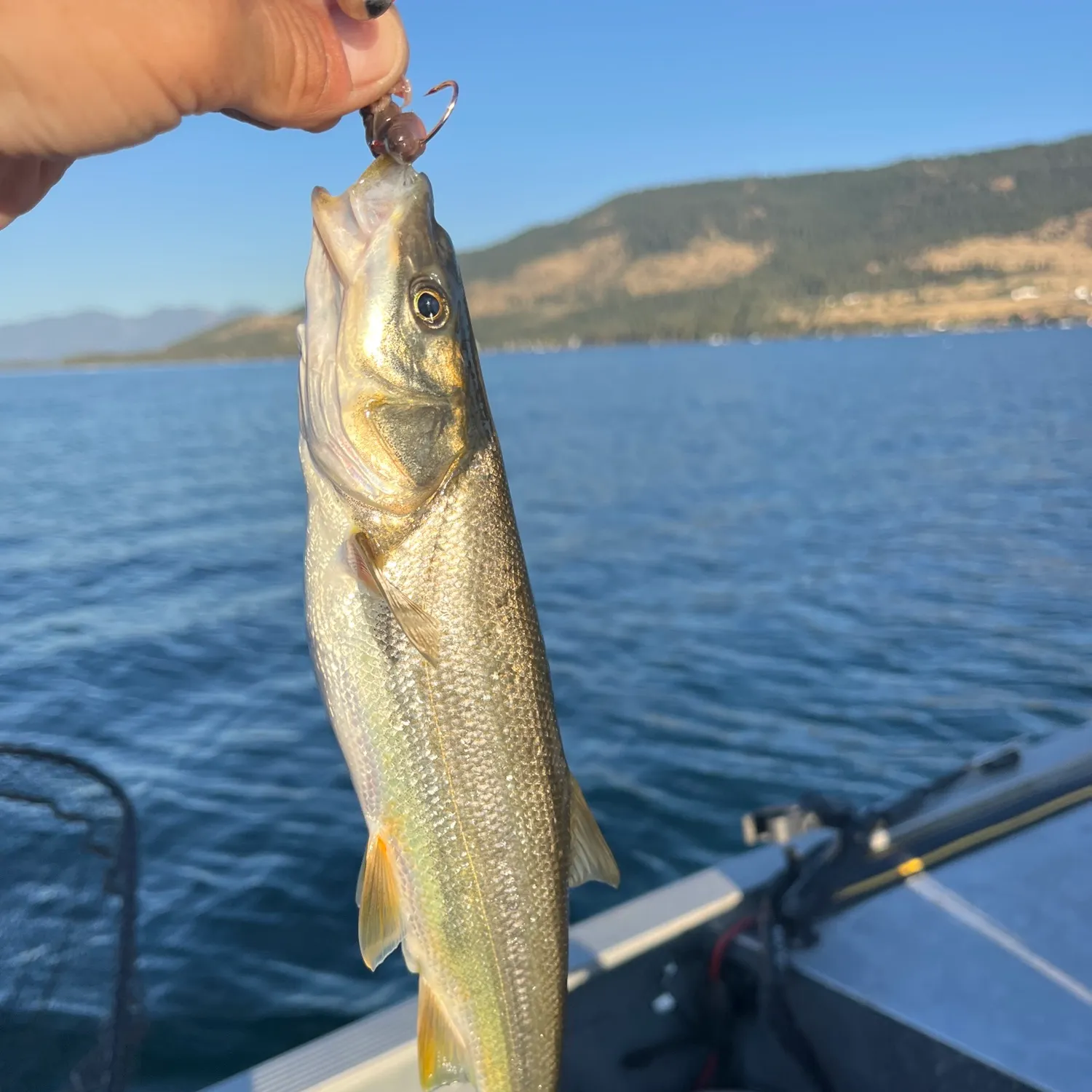 Northern pikeminnow caught on Fishbrain