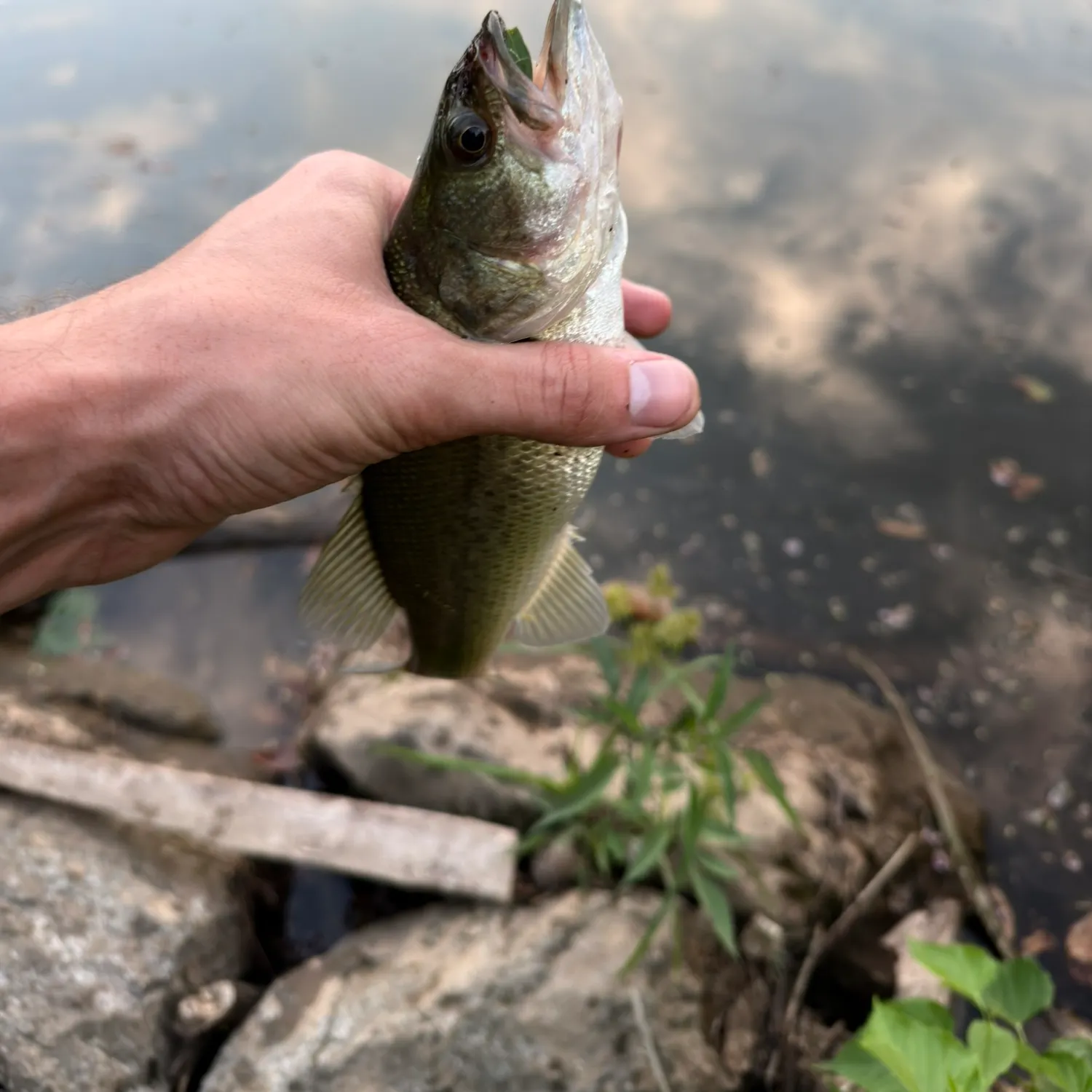 Largemouth bass caught on Fishbrain