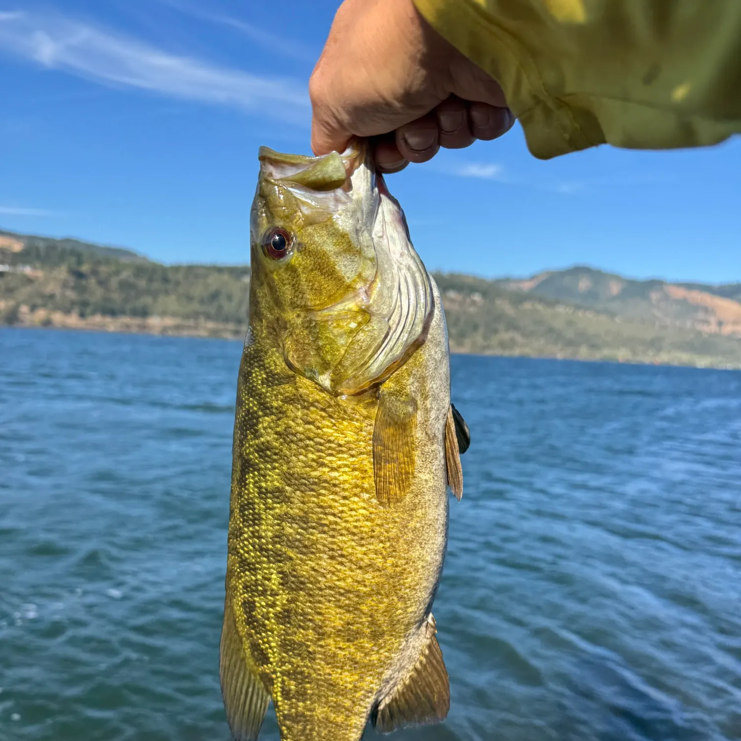 Smallmouth bass caught on Fishbrain