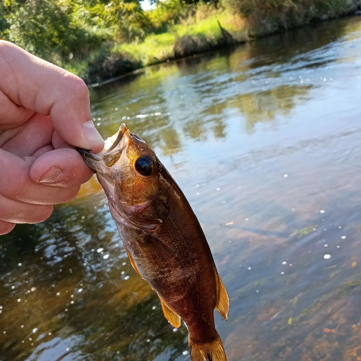 Smallmouth bass caught on Fishbrain