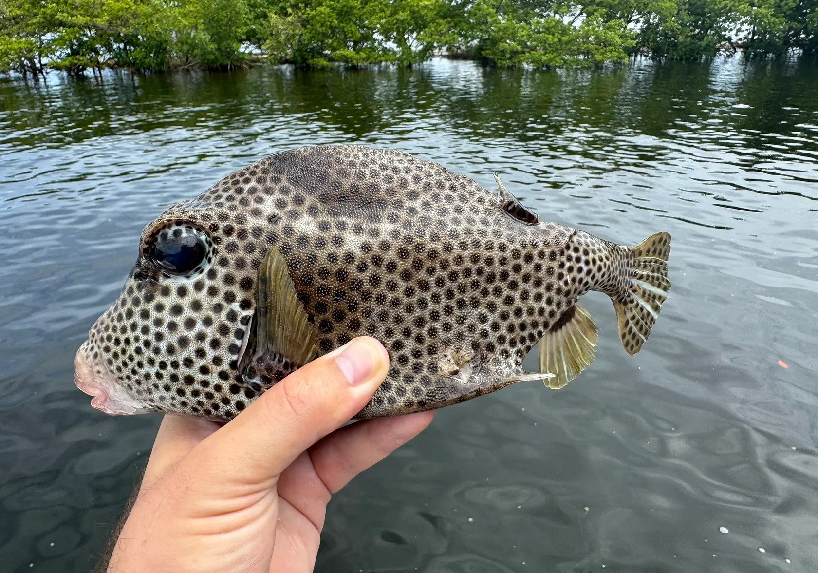 Spotted trunkfish