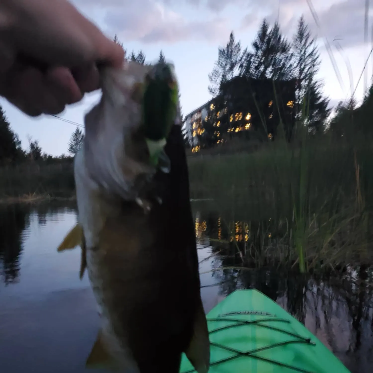 Smallmouth bass caught on Fishbrain