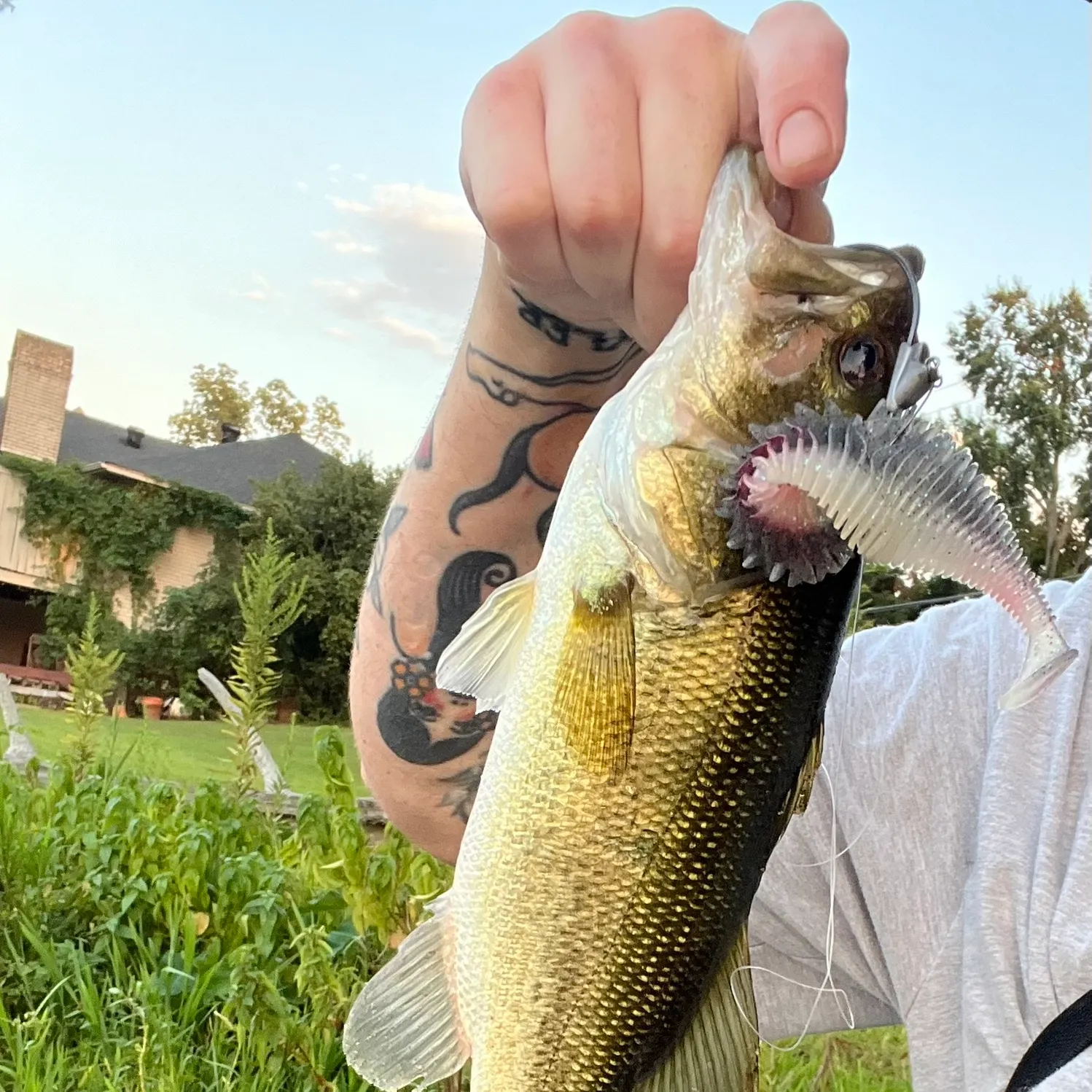 Largemouth bass caught on Fishbrain
