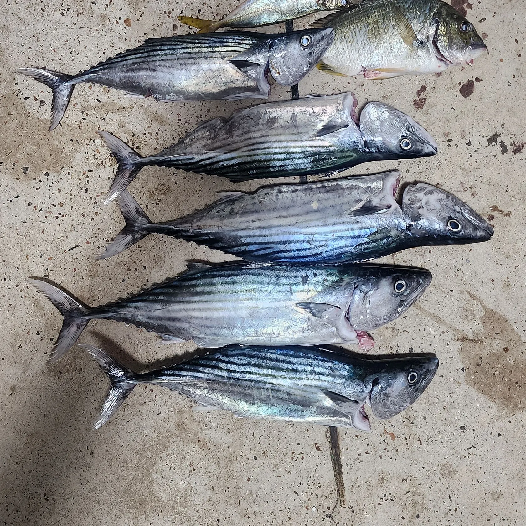 The most recent Australian bonito catches on Fishbrain