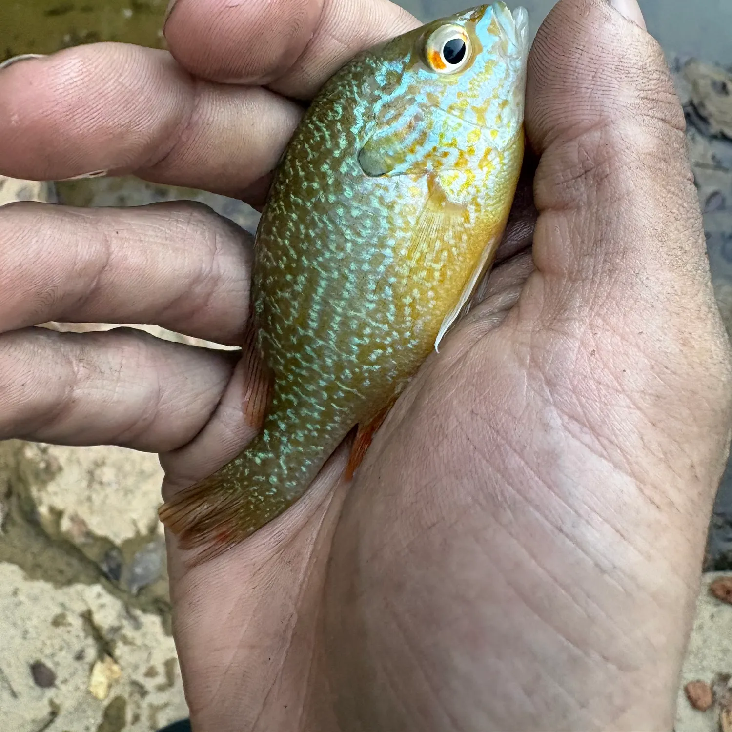 Longear sunfish caught on Fishbrain