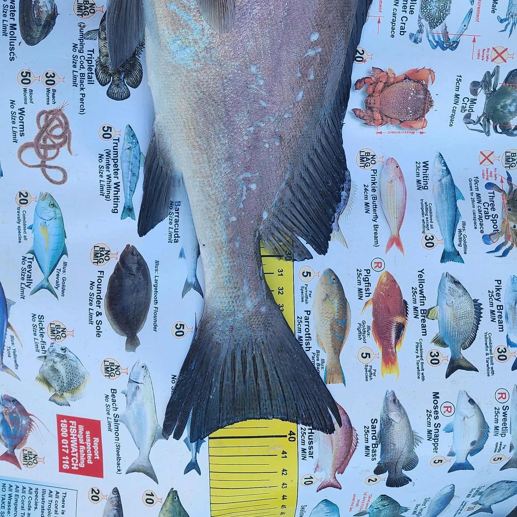 angler catch