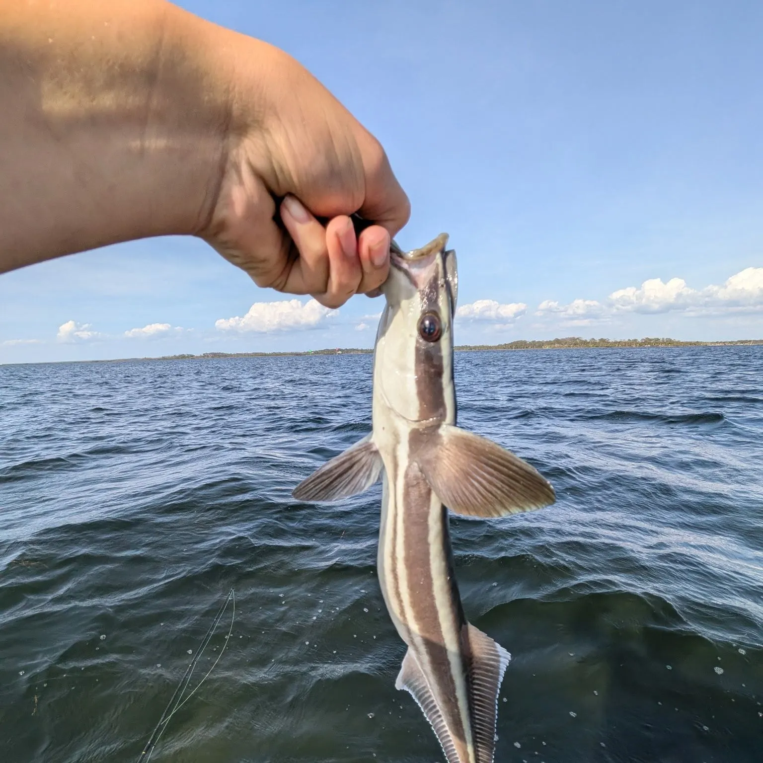 The most recent Live sharksucker catches on Fishbrain