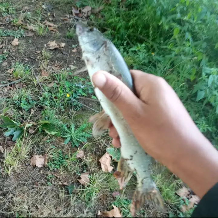 Northern pike caught on Fishbrain