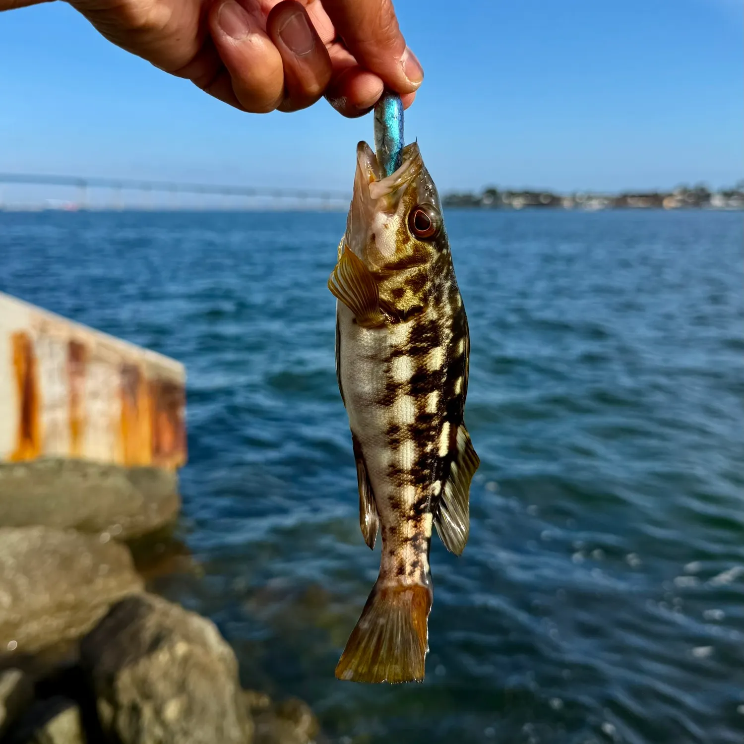 The most recent Kelp bass catches on Fishbrain