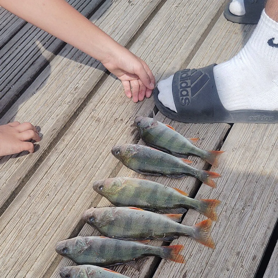 European perch caught on Fishbrain