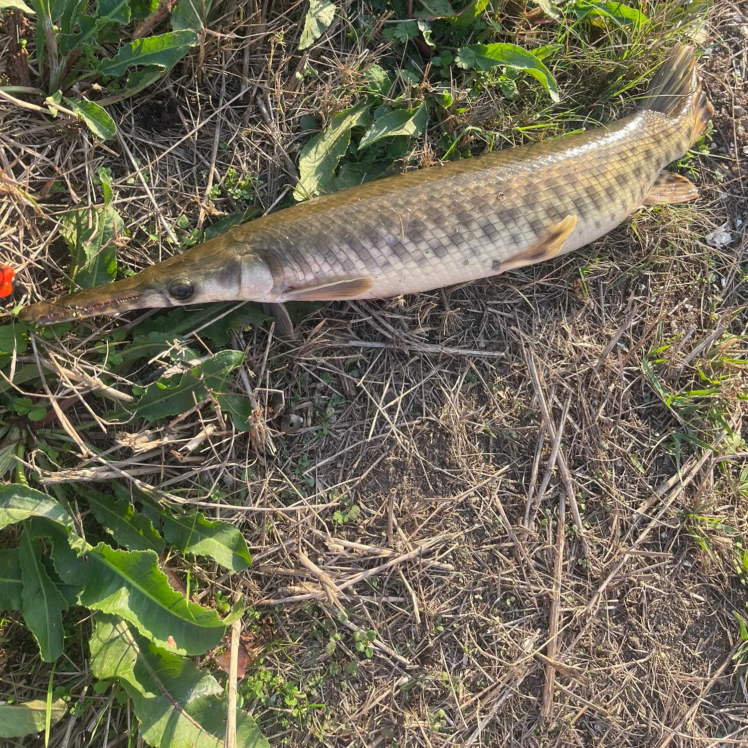 The most recent Spotted gar catches on Fishbrain