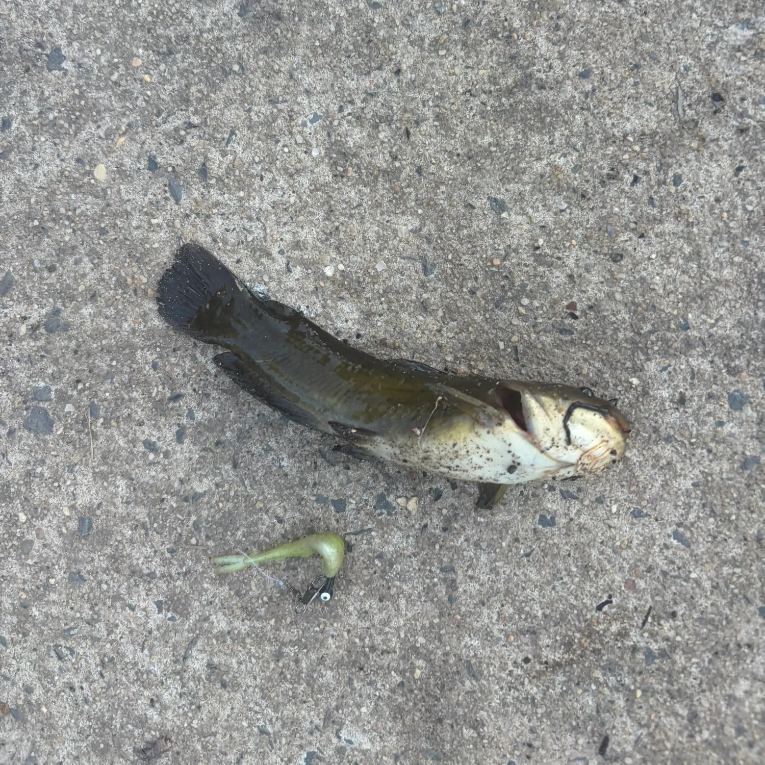 Black bullhead caught on Fishbrain