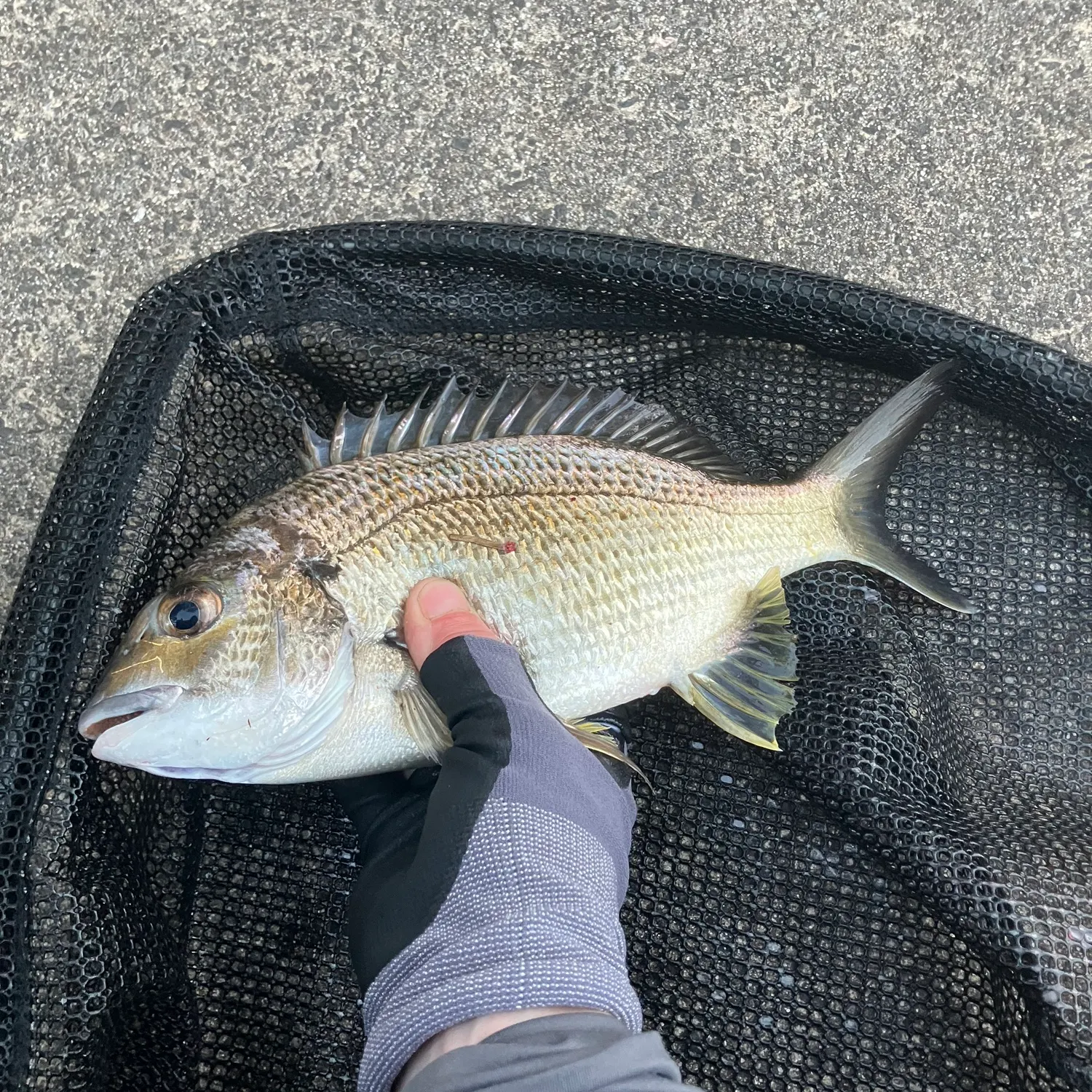 catch