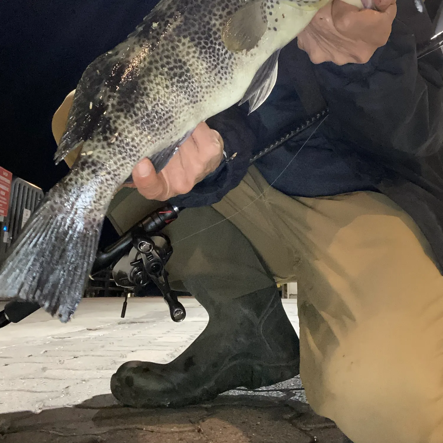 Spotted sand bass caught on Fishbrain
