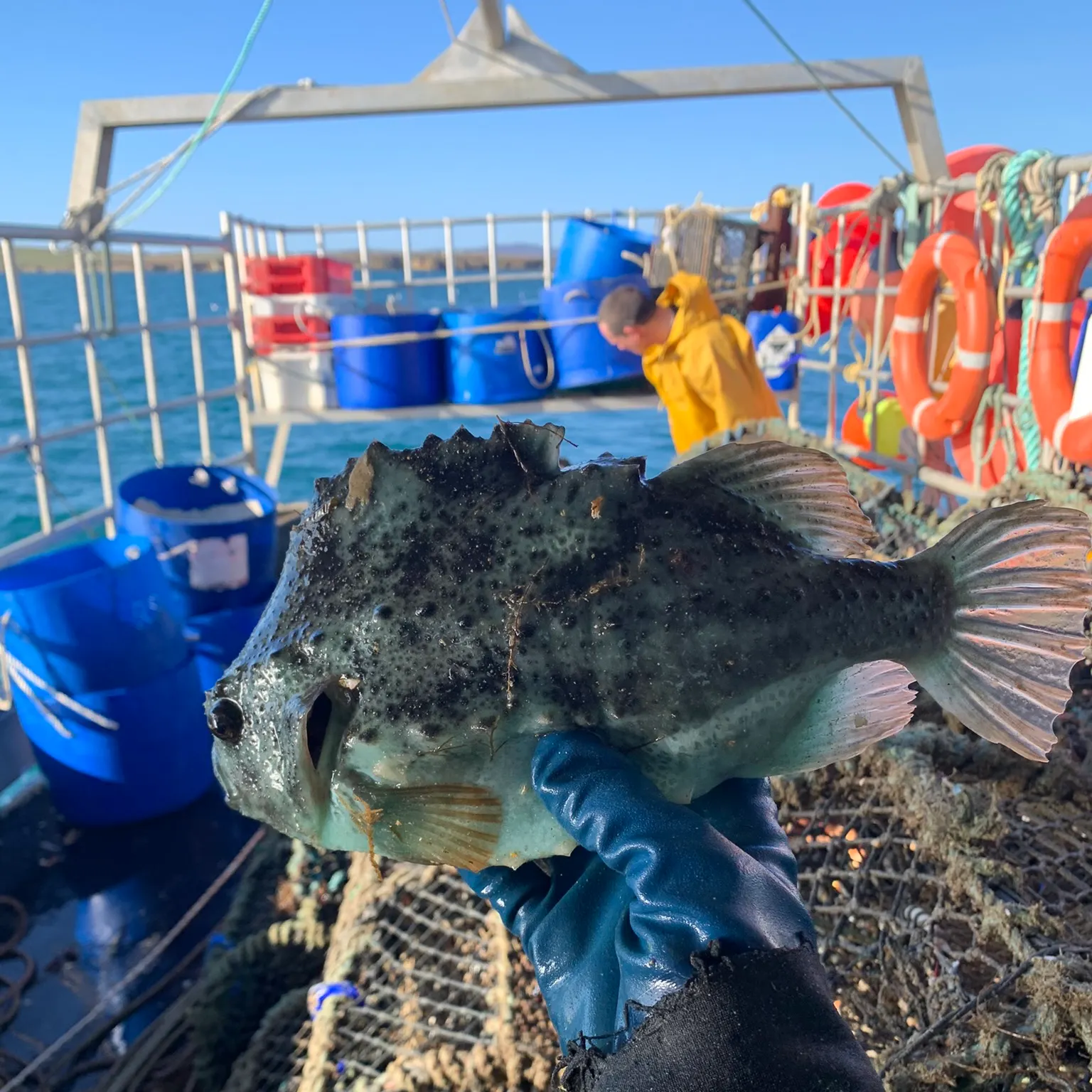 The most recent Lumpsucker catches on Fishbrain