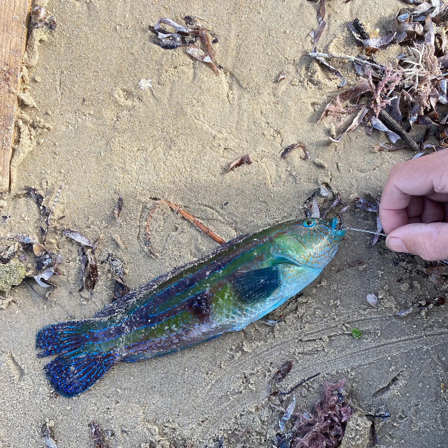 The most recent Blue-throated wrasse catches on Fishbrain