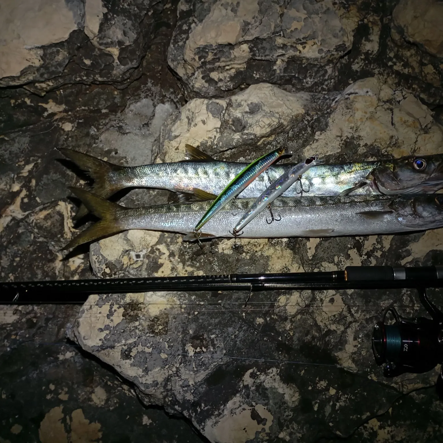 The most recent European barracuda catches on Fishbrain