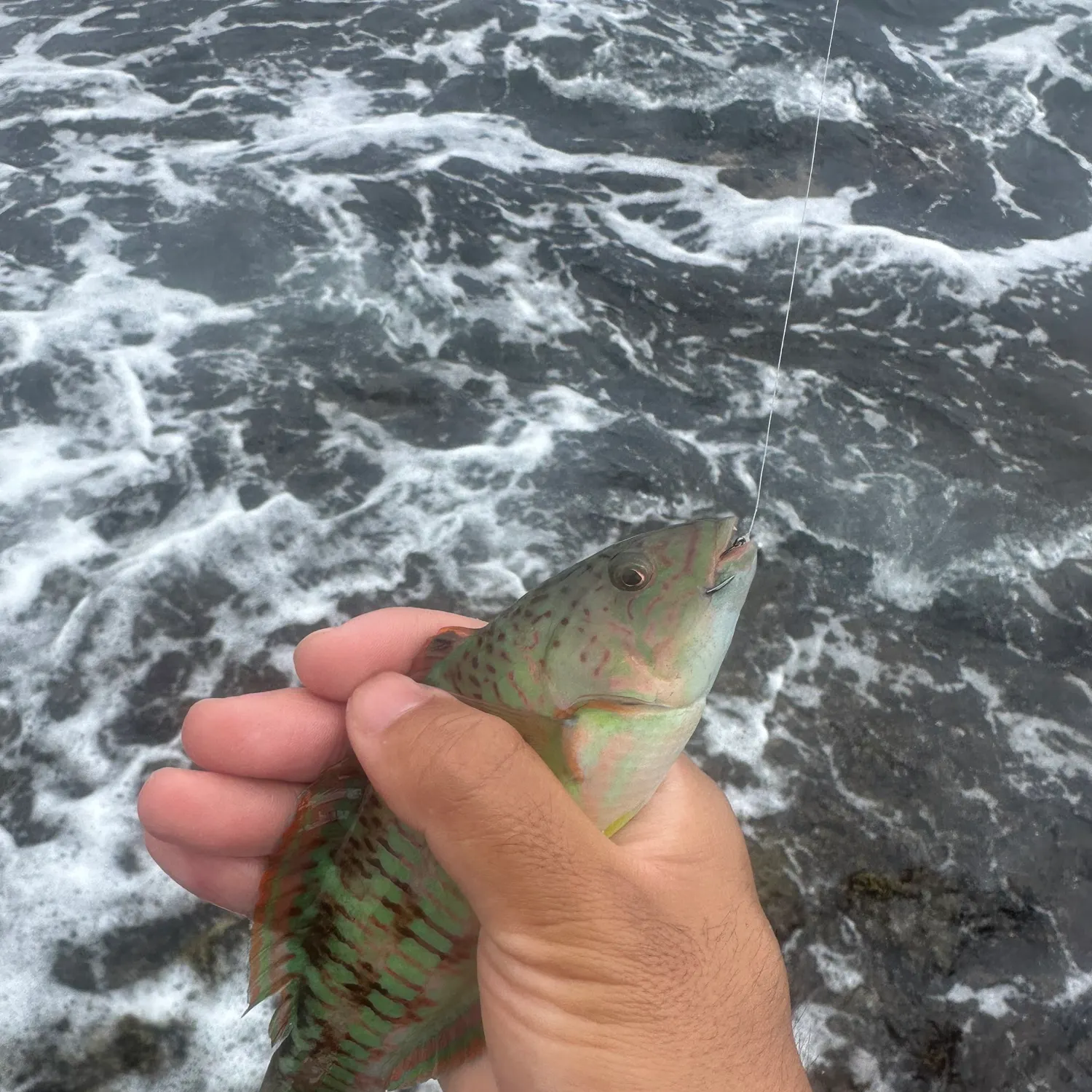 The most recent Christmas wrasse catches on Fishbrain