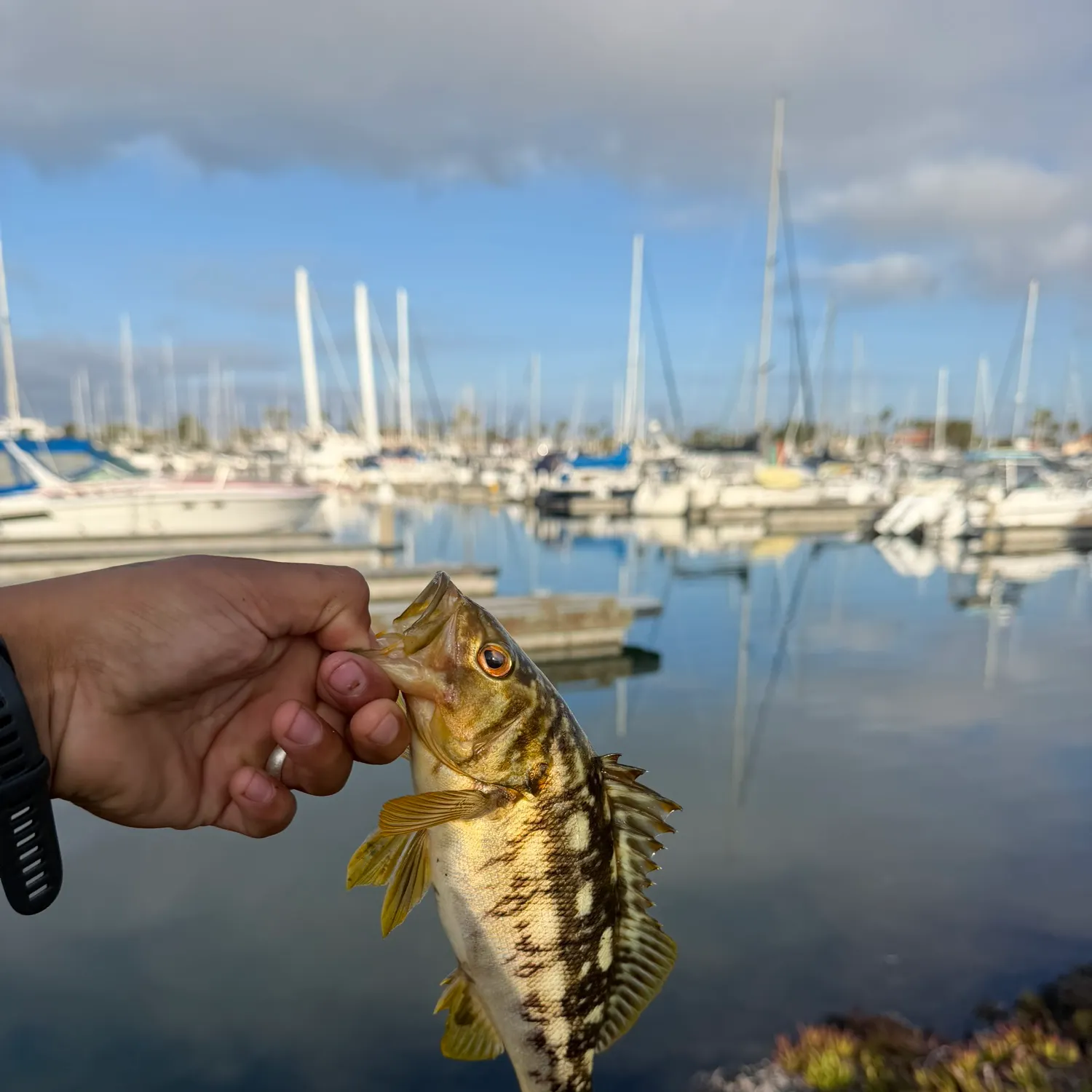 catch
