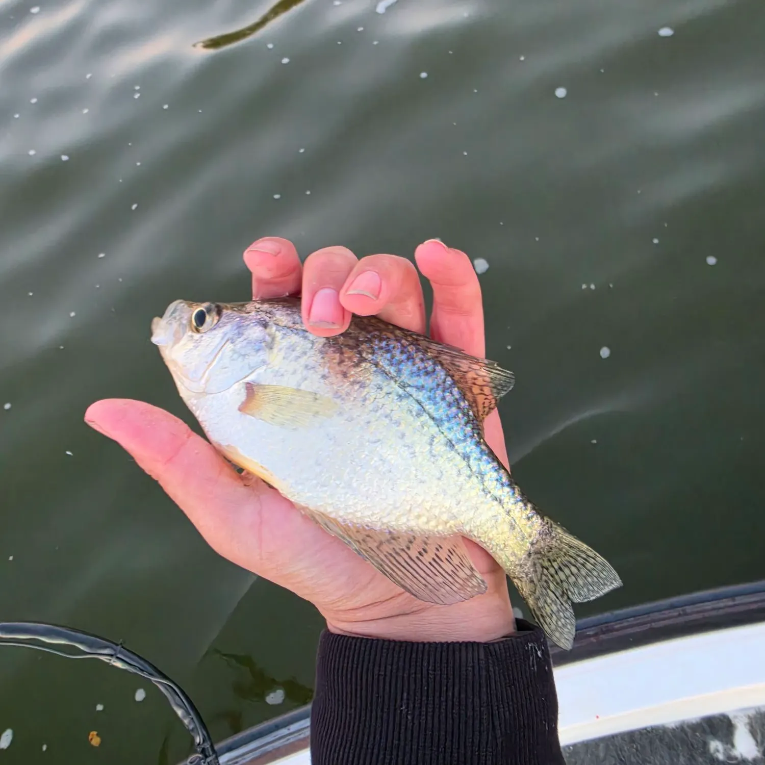Black crappie caught on Fishbrain