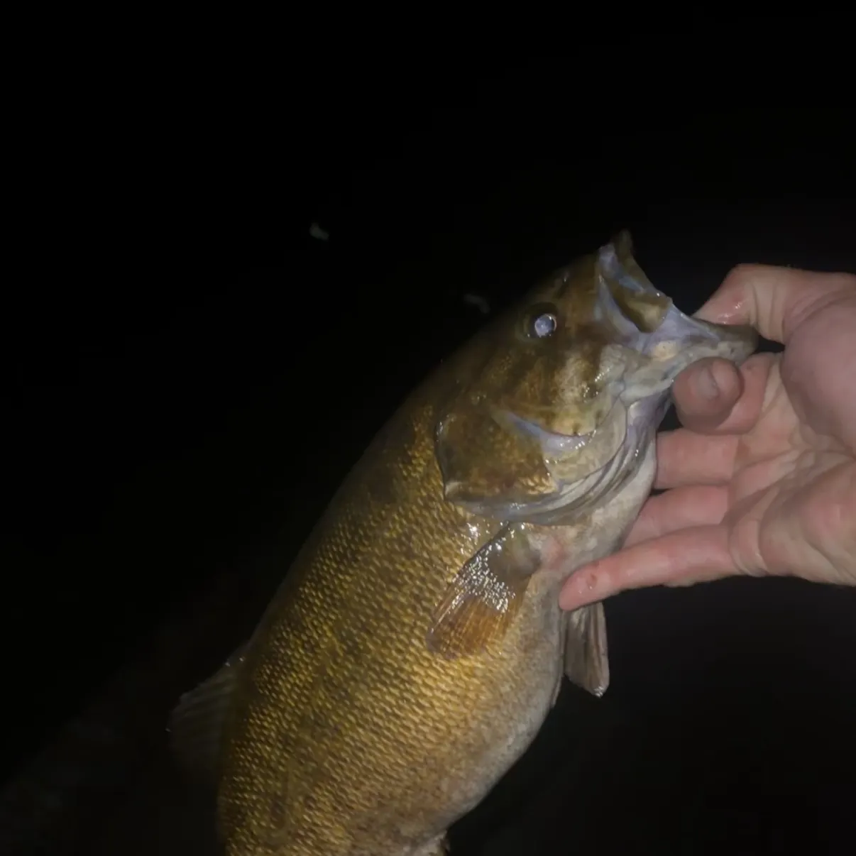 Smallmouth bass caught on Fishbrain