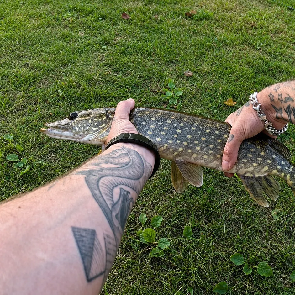 Northern pike caught on Fishbrain