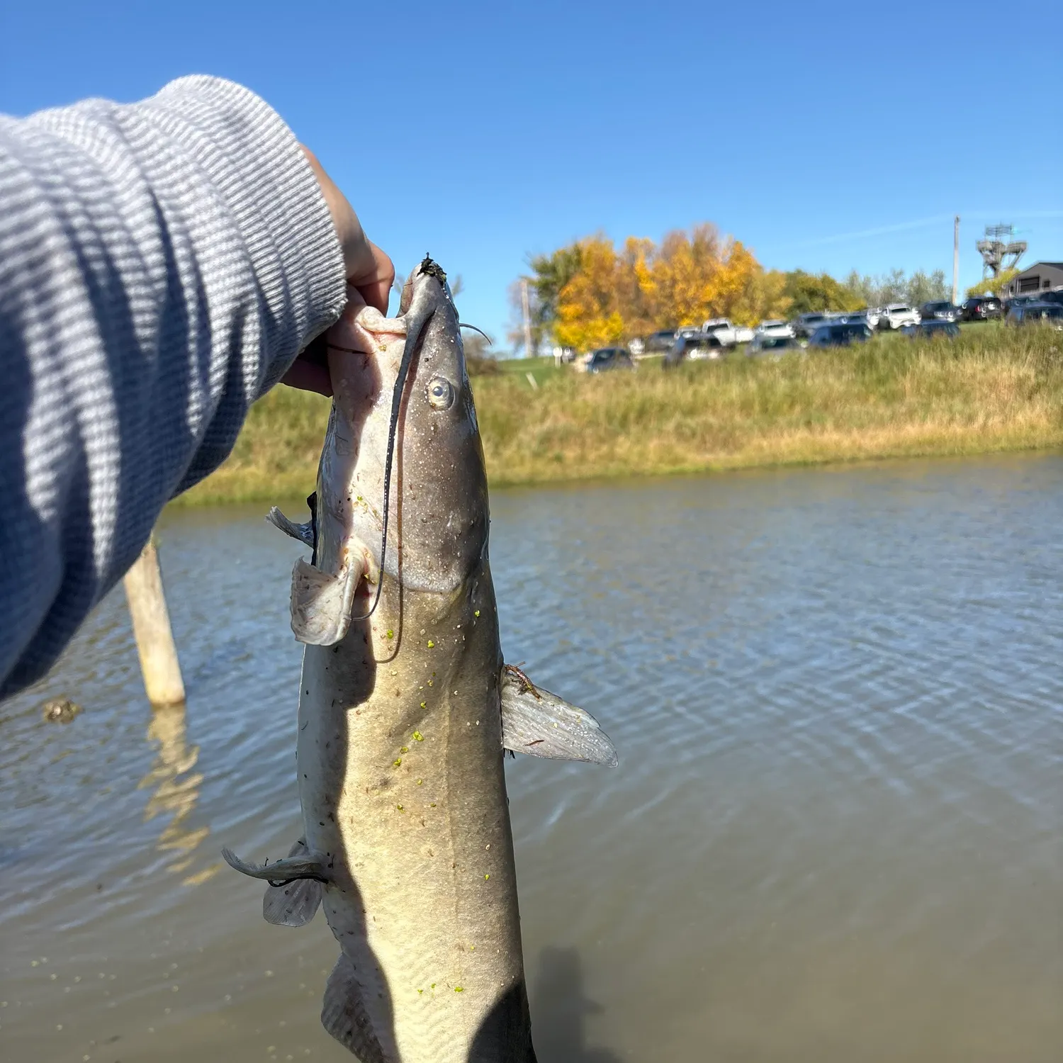 Channel catfish caught on Fishbrain