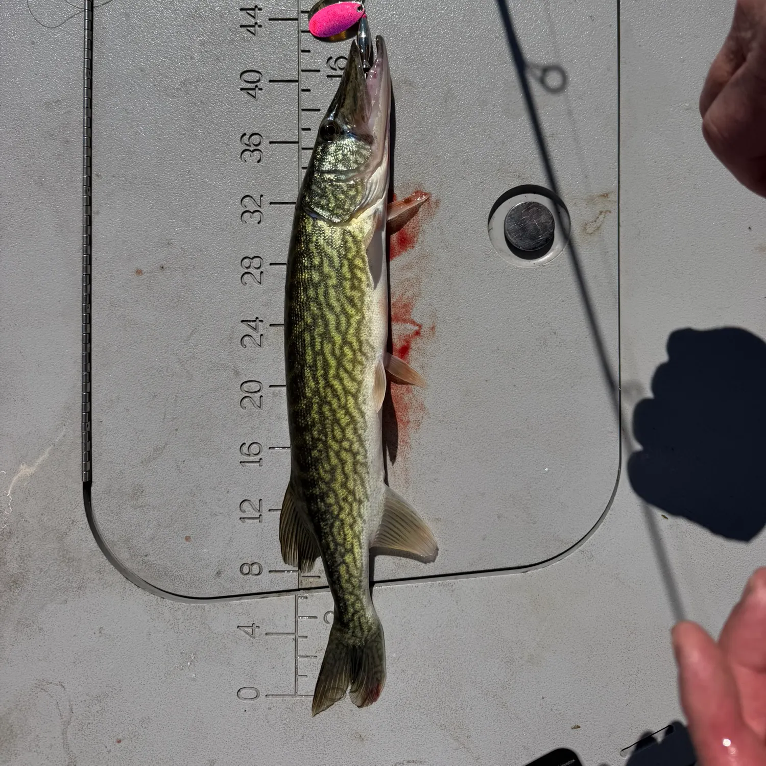 Chain pickerel caught on Fishbrain