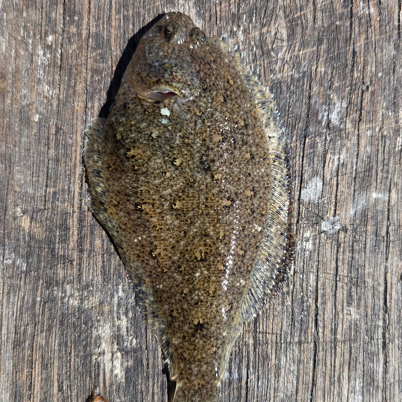 The most recent Speckled sanddab catches on Fishbrain