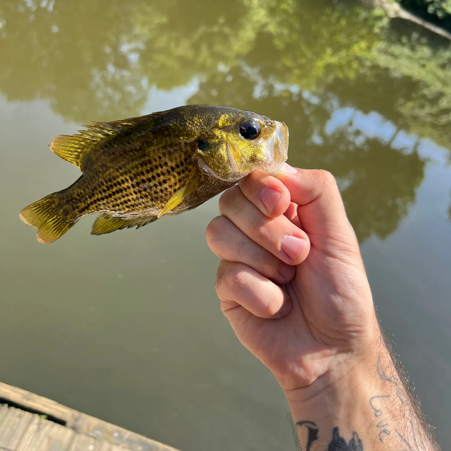 Rock bass caught on Fishbrain