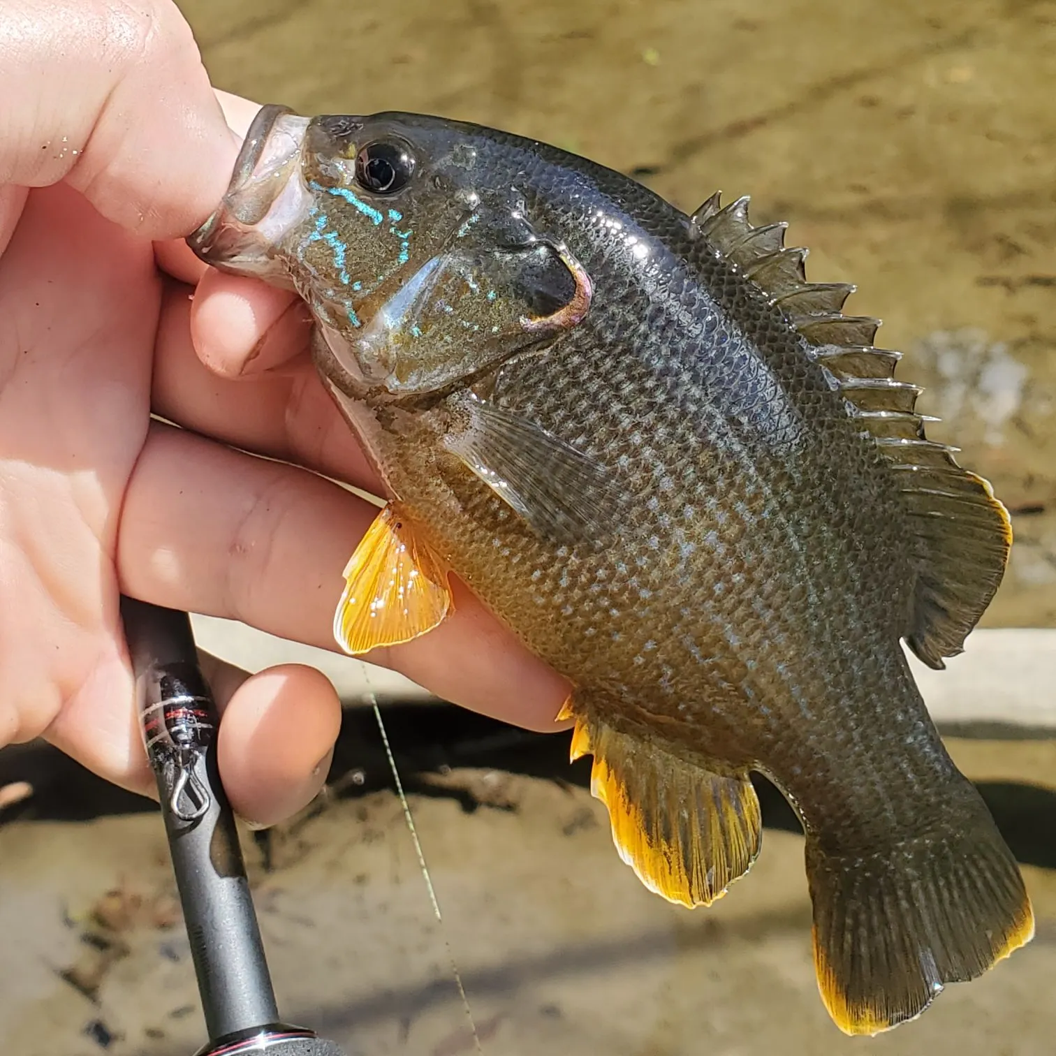 Green sunfish caught on Fishbrain
