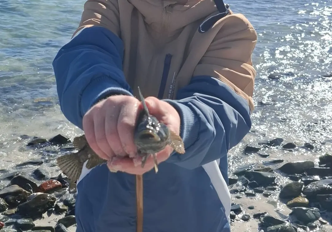 Madeira rockfish