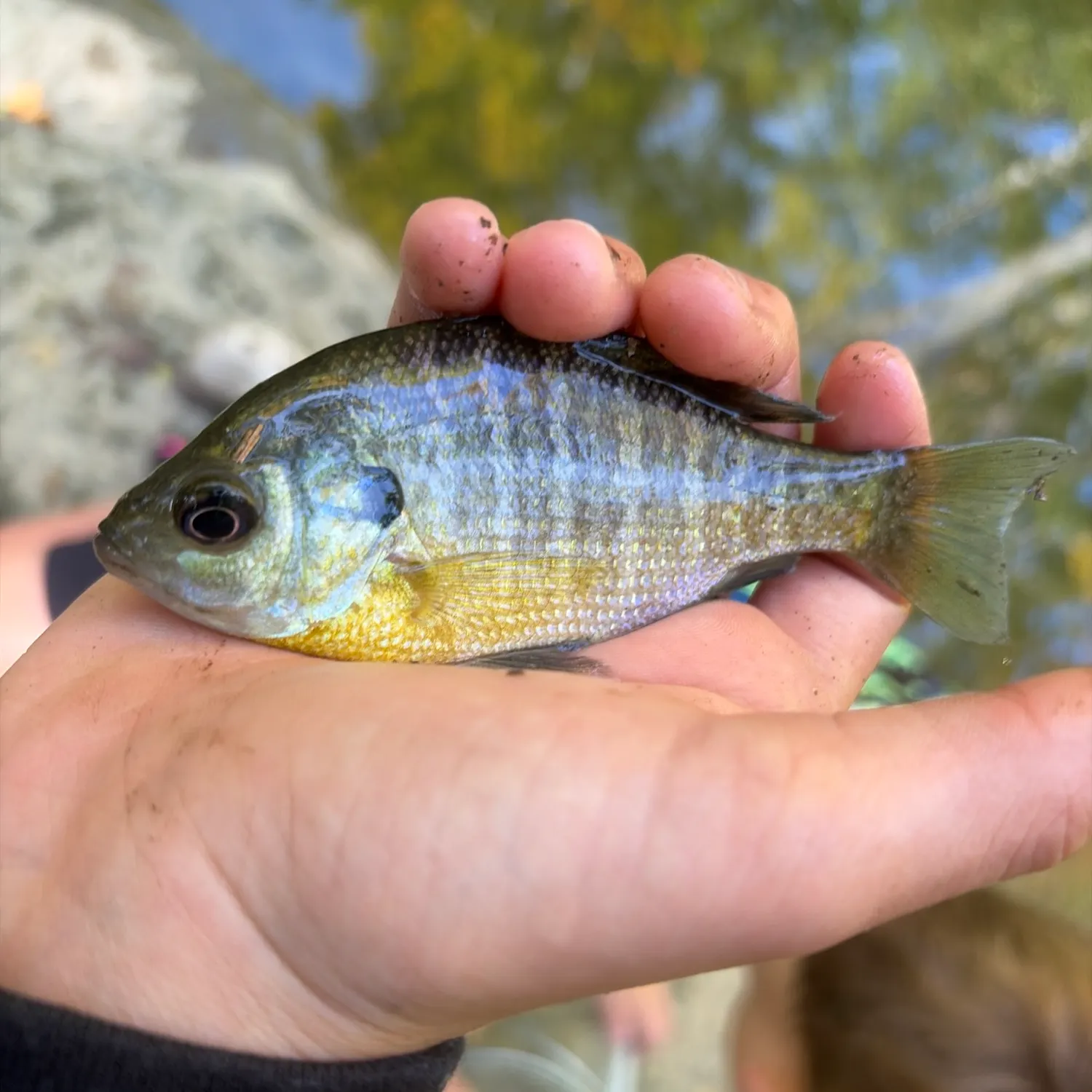 Bluegill caught on Fishbrain
