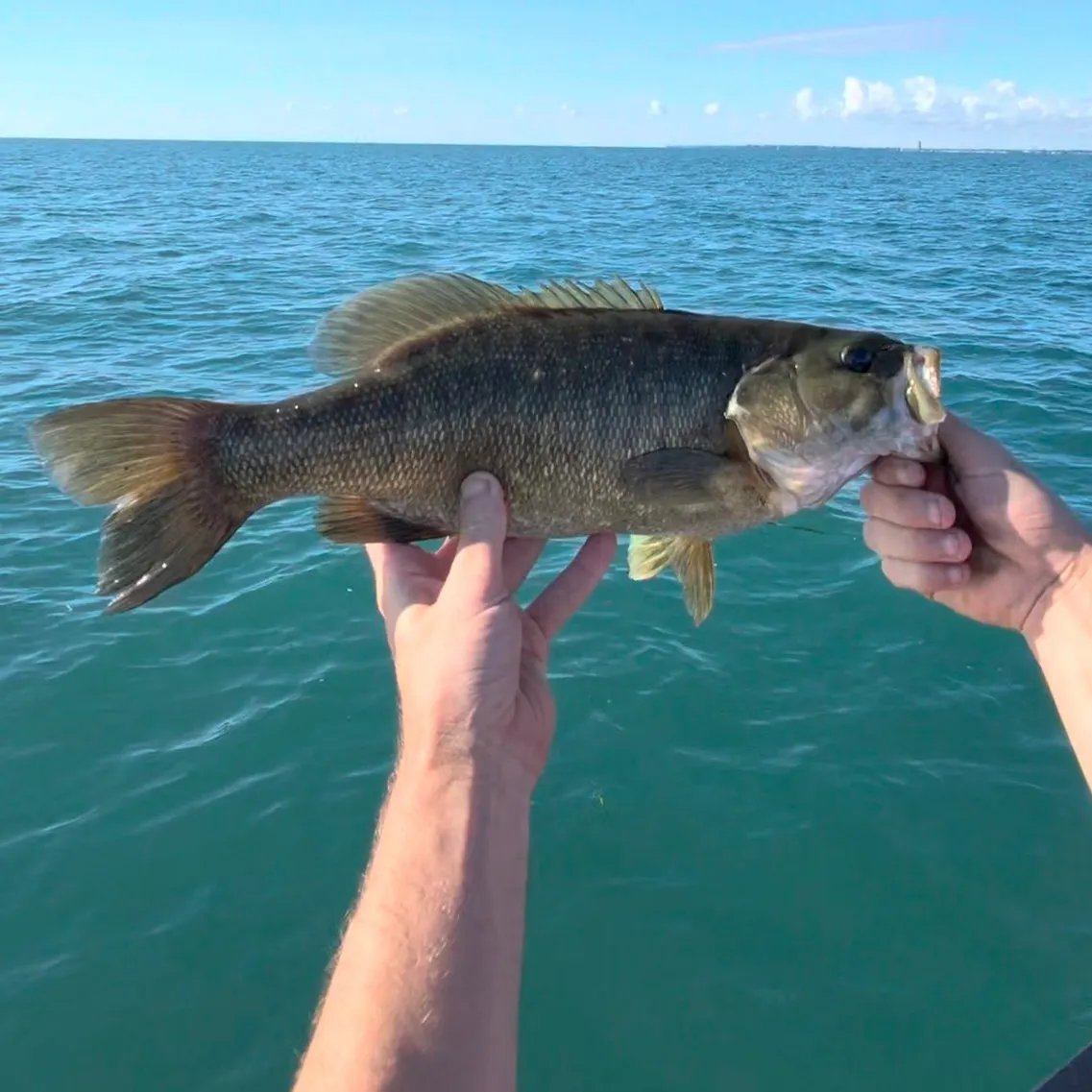 Smallmouth bass caught on Fishbrain