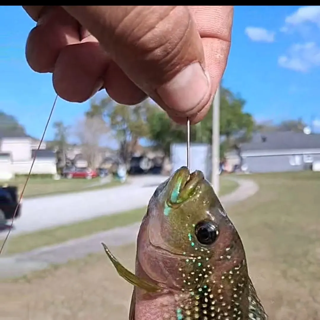 The most recent Jack Dempsey cichlid catches on Fishbrain