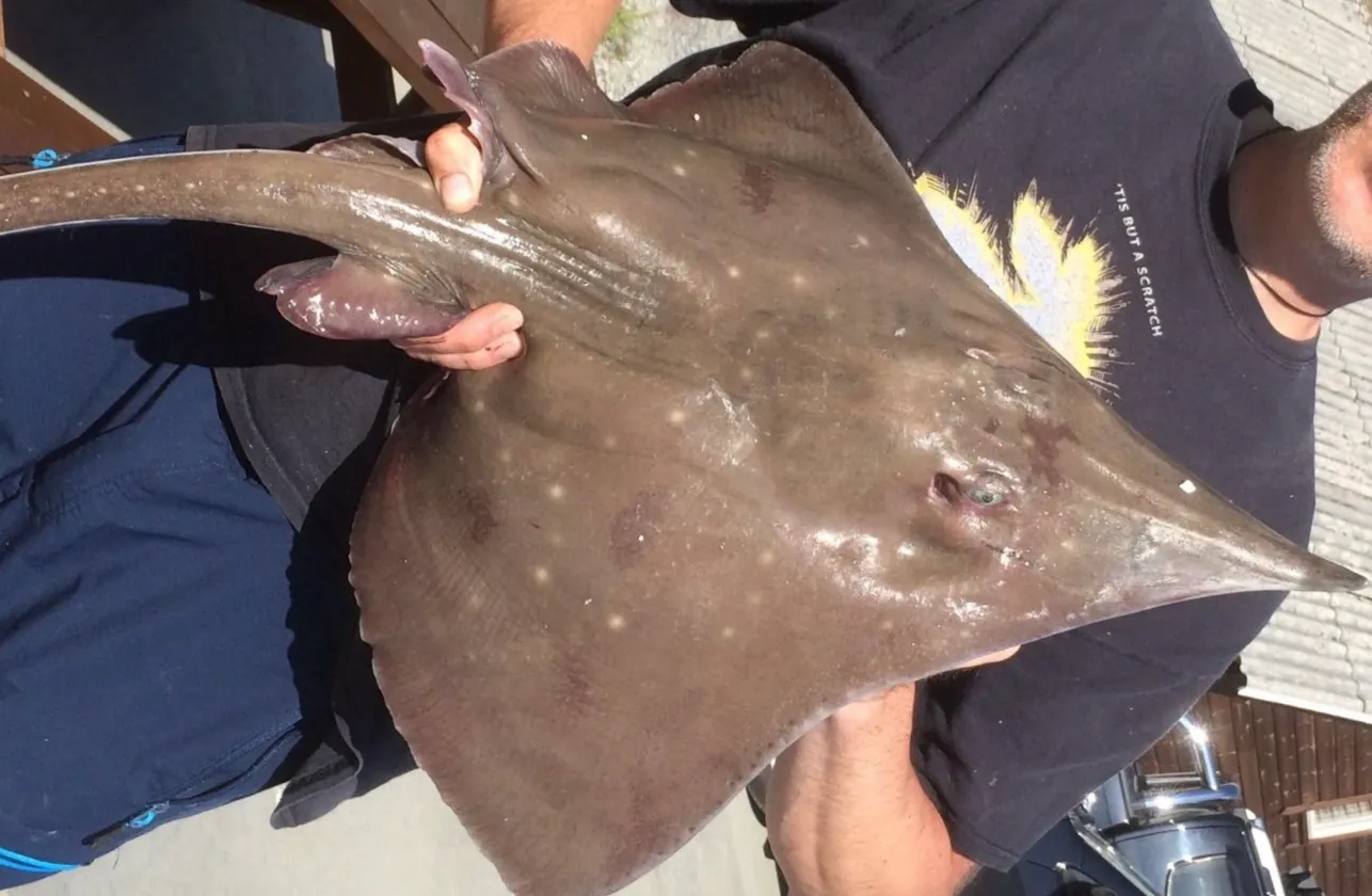 Longnosed skate