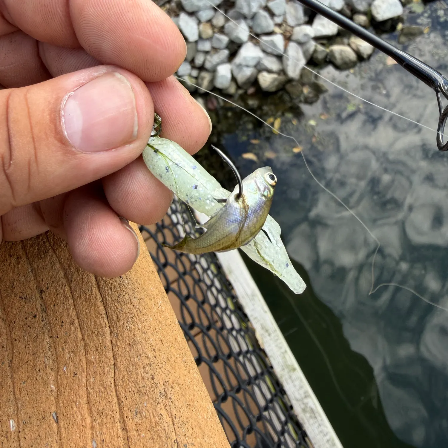 Bluegill caught on Fishbrain