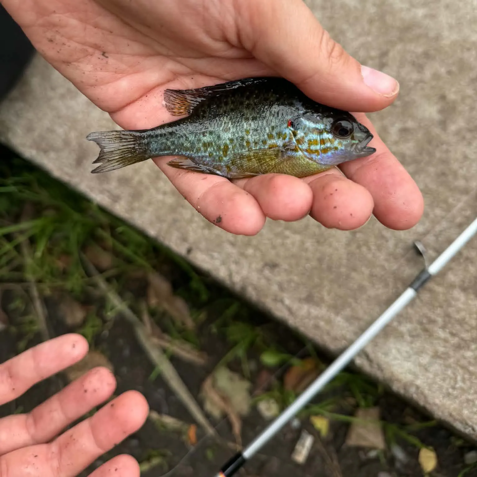 Pumpkinseed caught on Fishbrain
