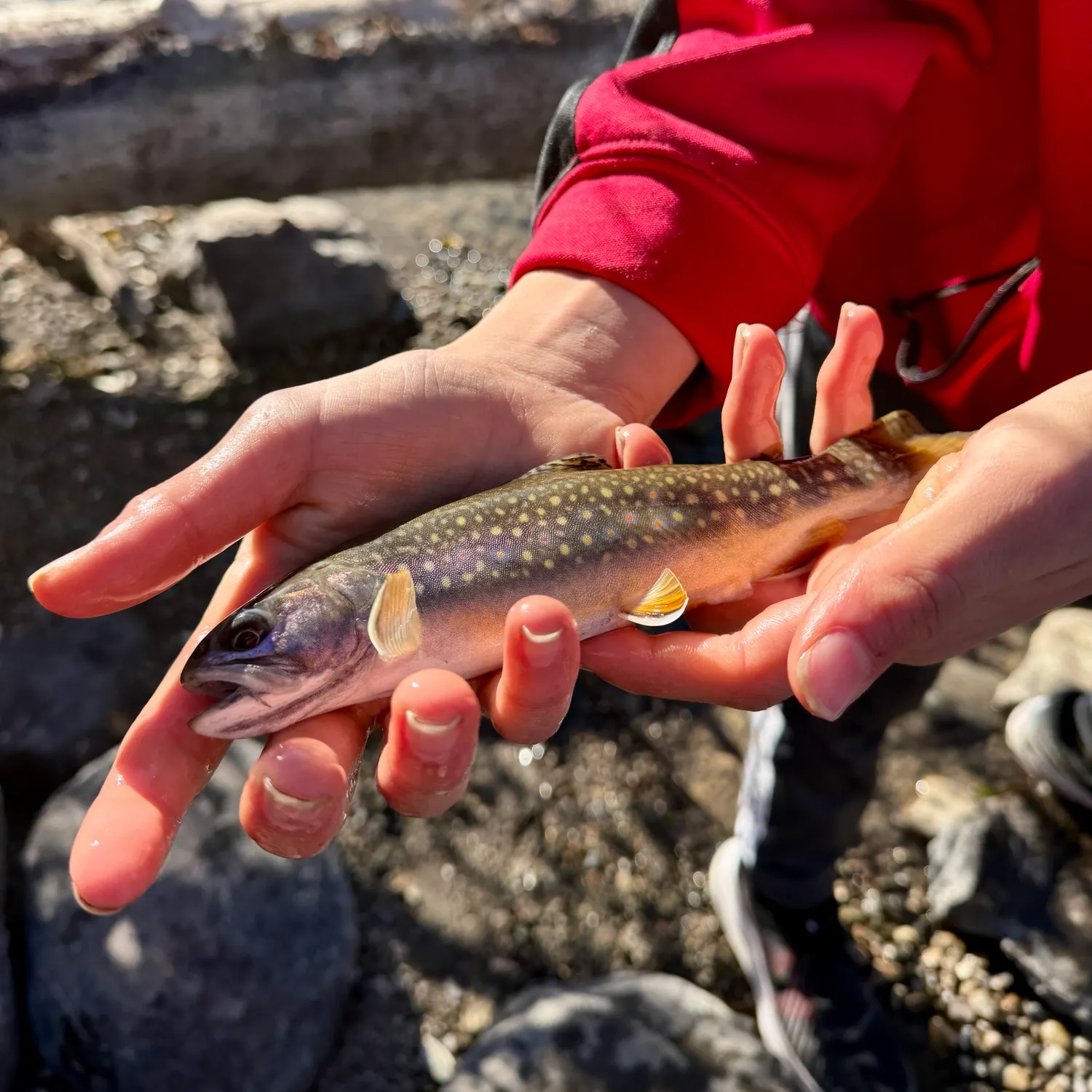Brook trout caught on Fishbrain