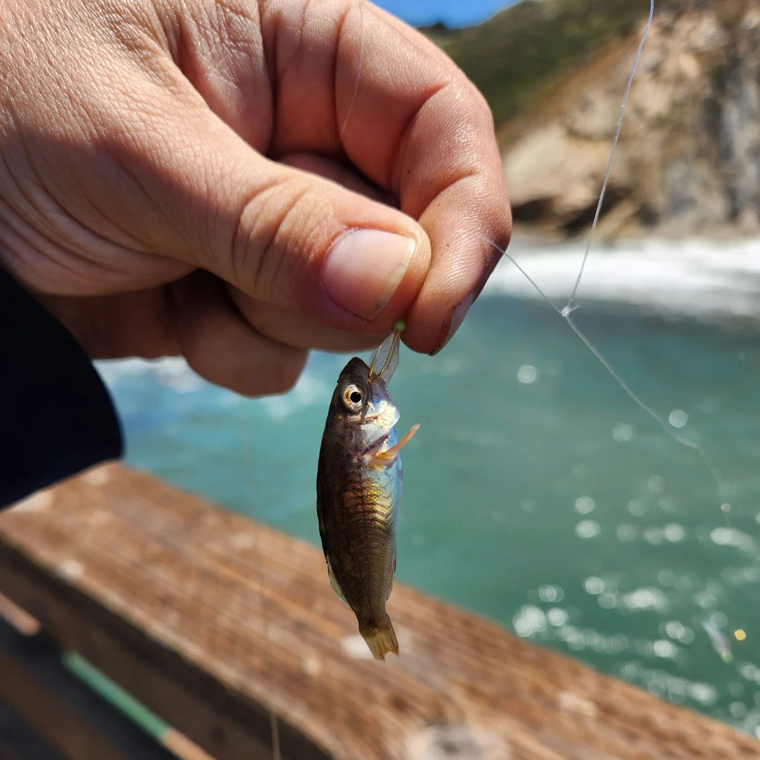 The most recent Kelp rockfish catches on Fishbrain