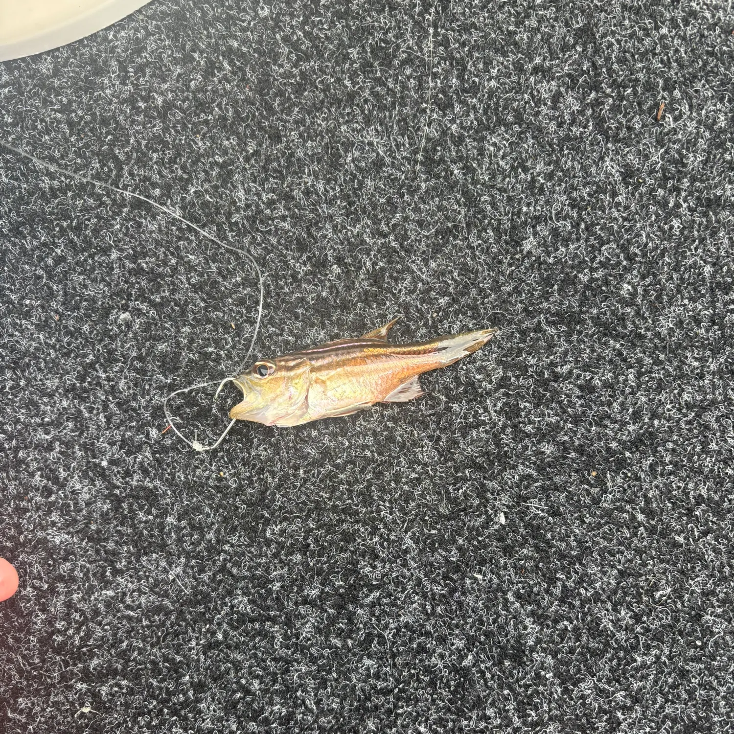 Fish caught on Fishbrain