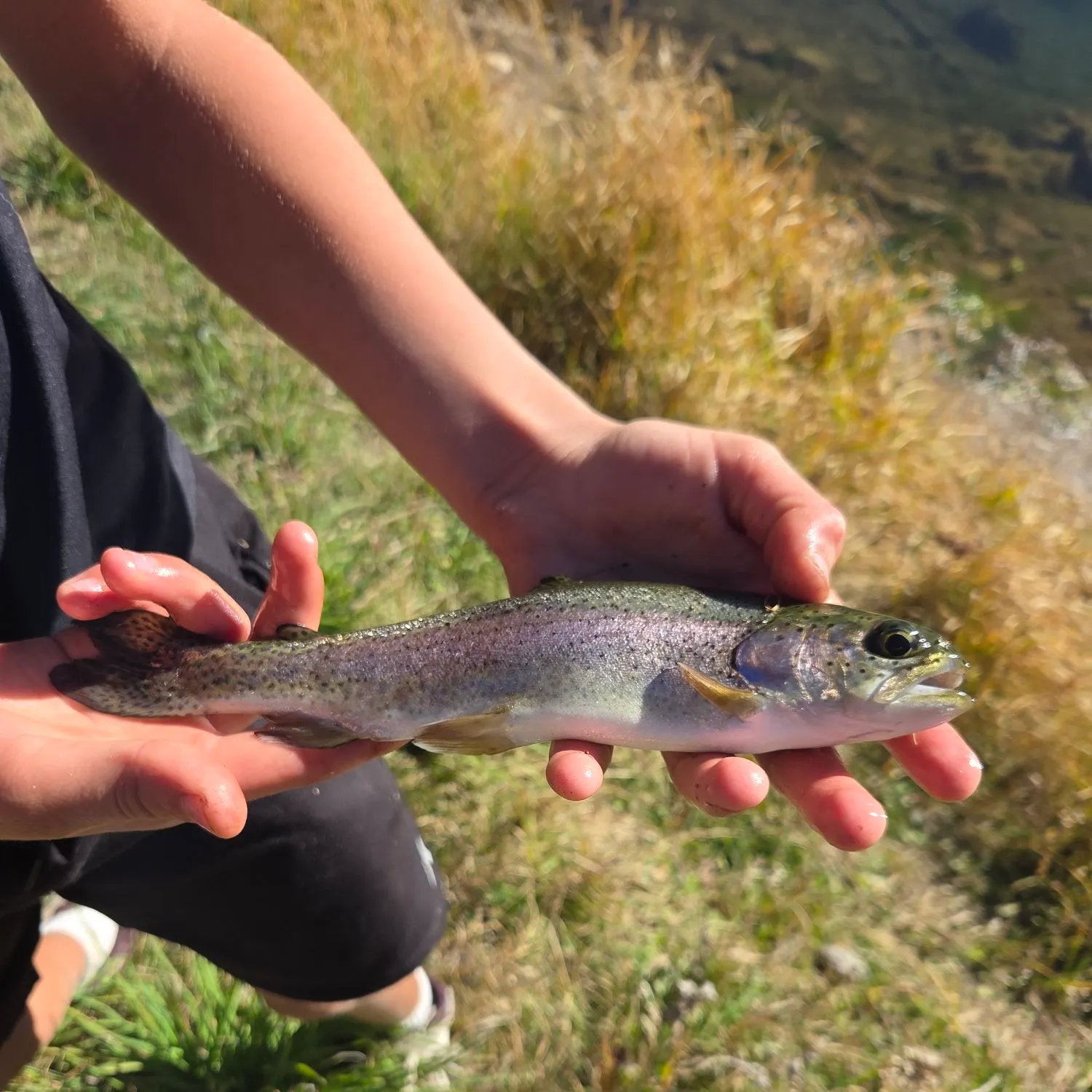 Rainbow trout caught on Fishbrain