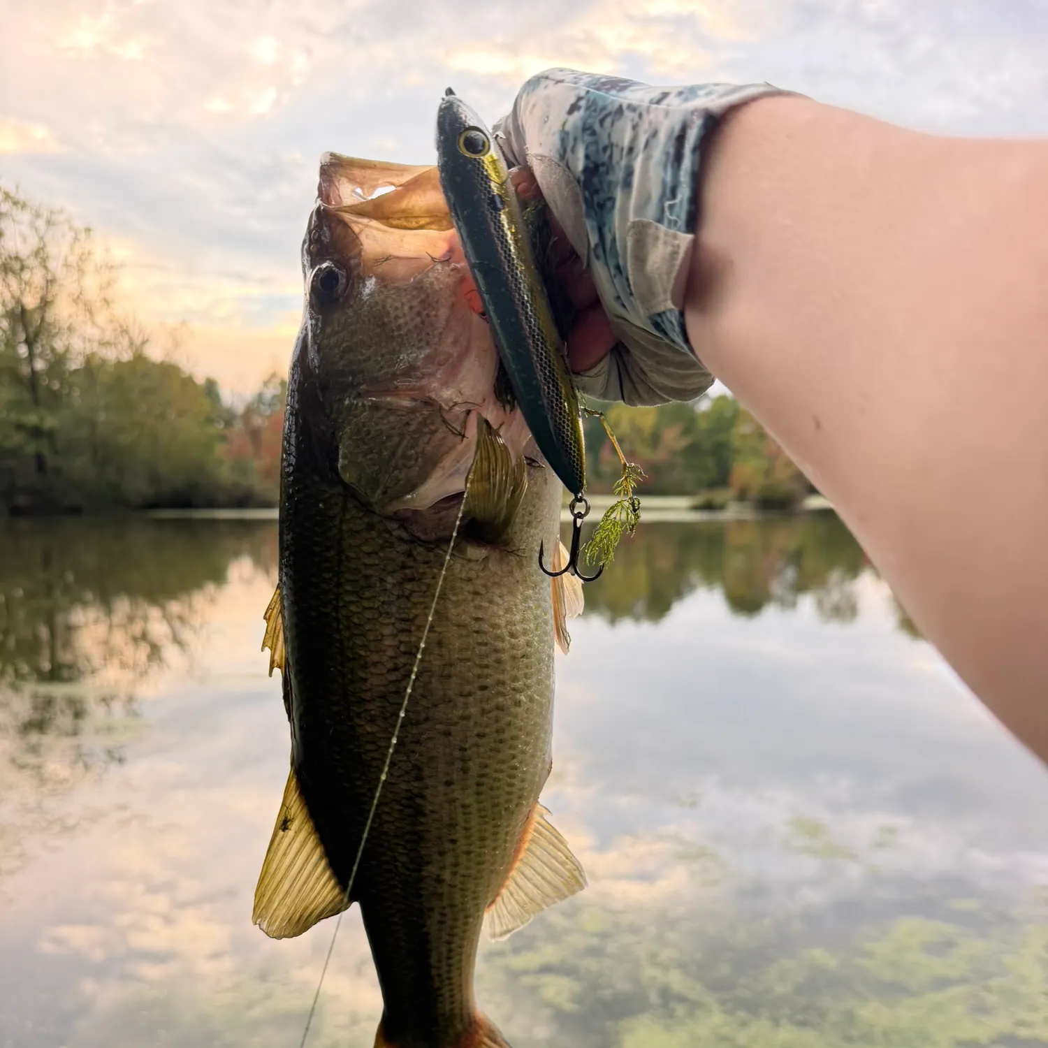 Largemouth bass caught on Fishbrain
