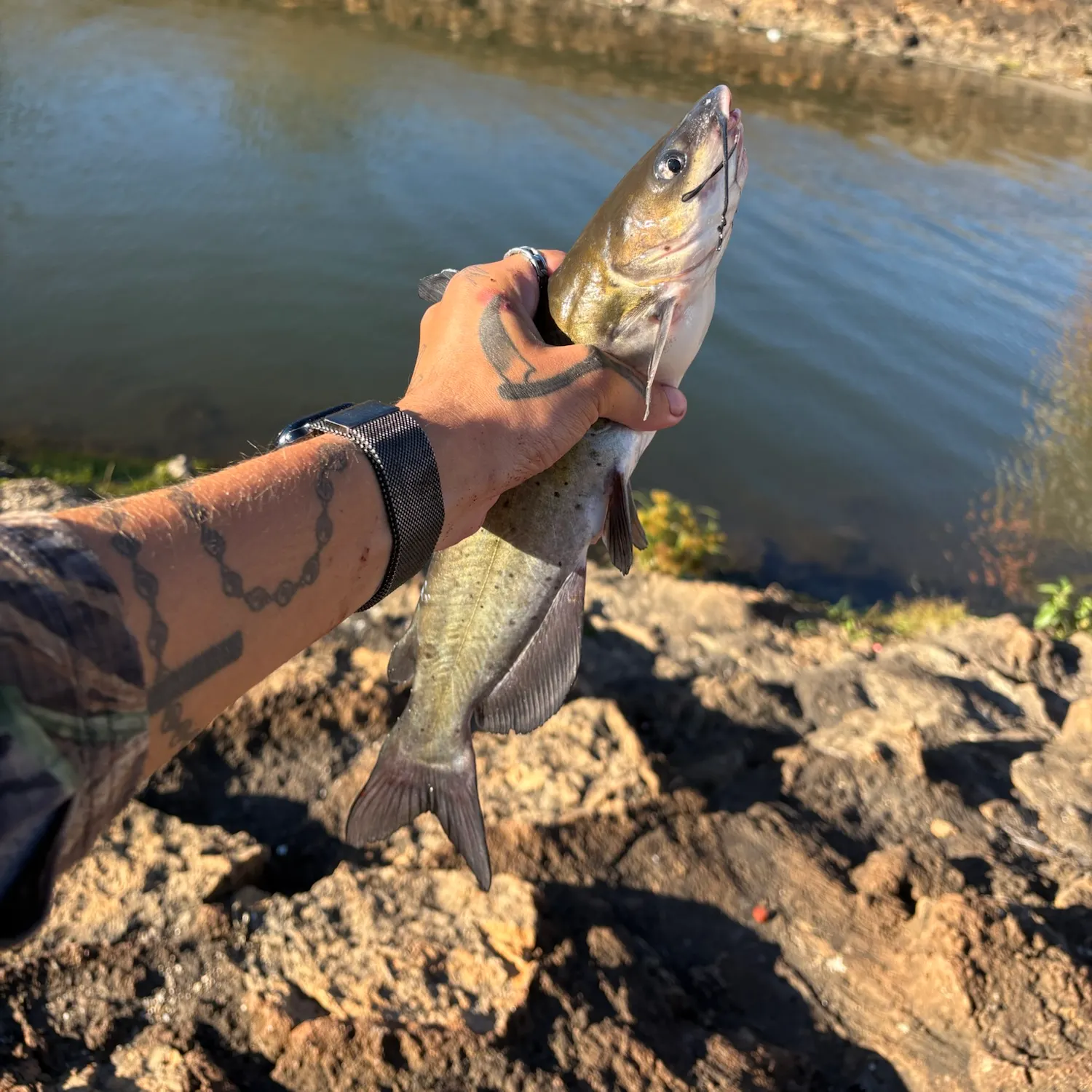Channel catfish caught on Fishbrain