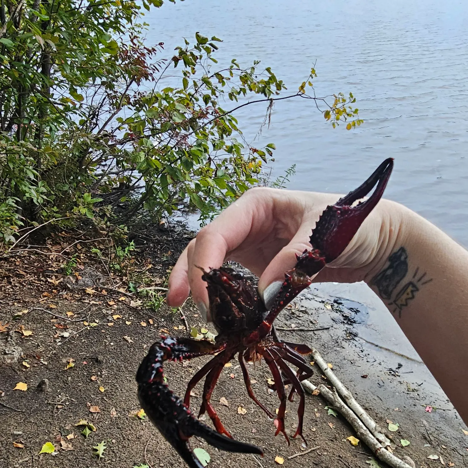Red swamp crayfish caught on Fishbrain