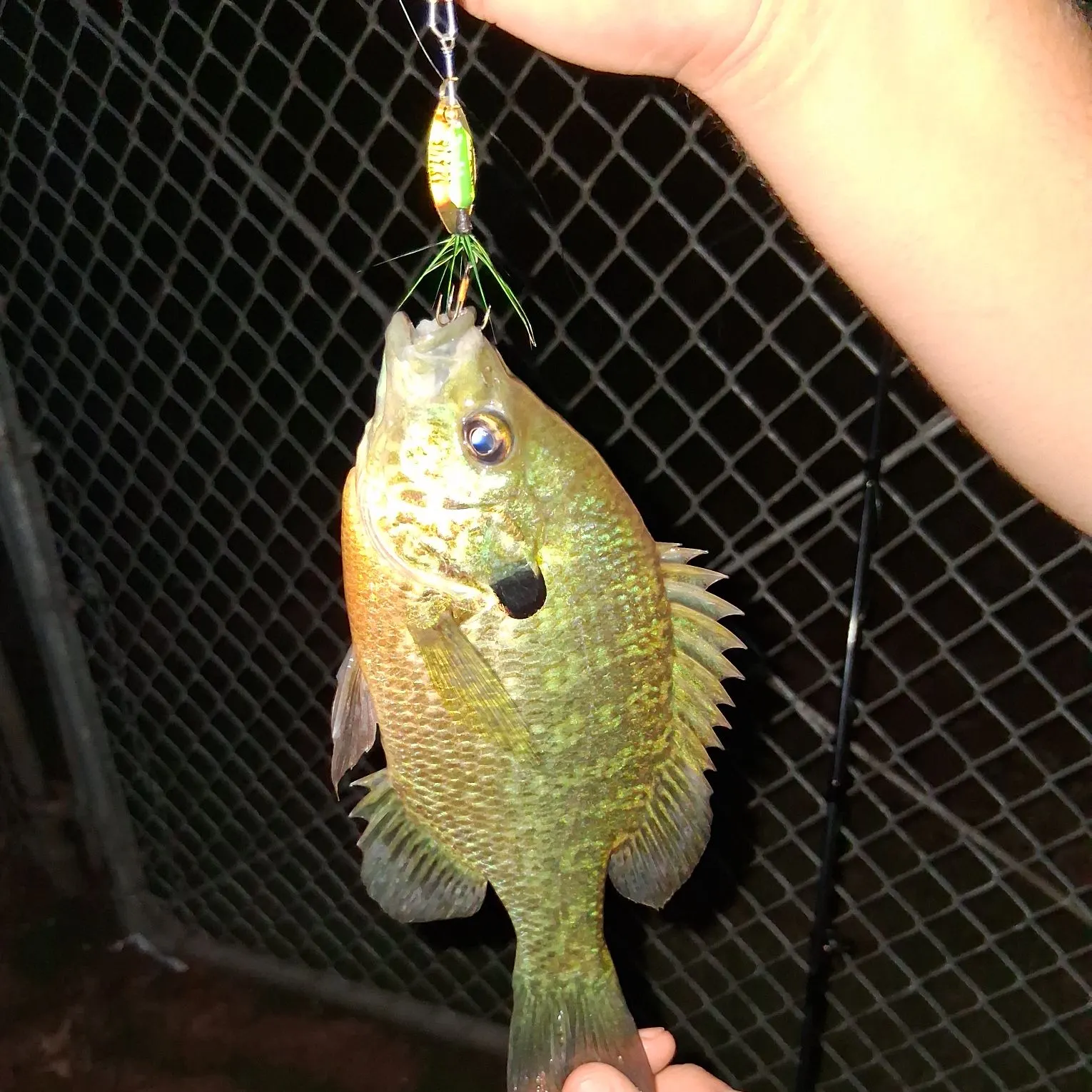 Redbreast sunfish caught on Fishbrain