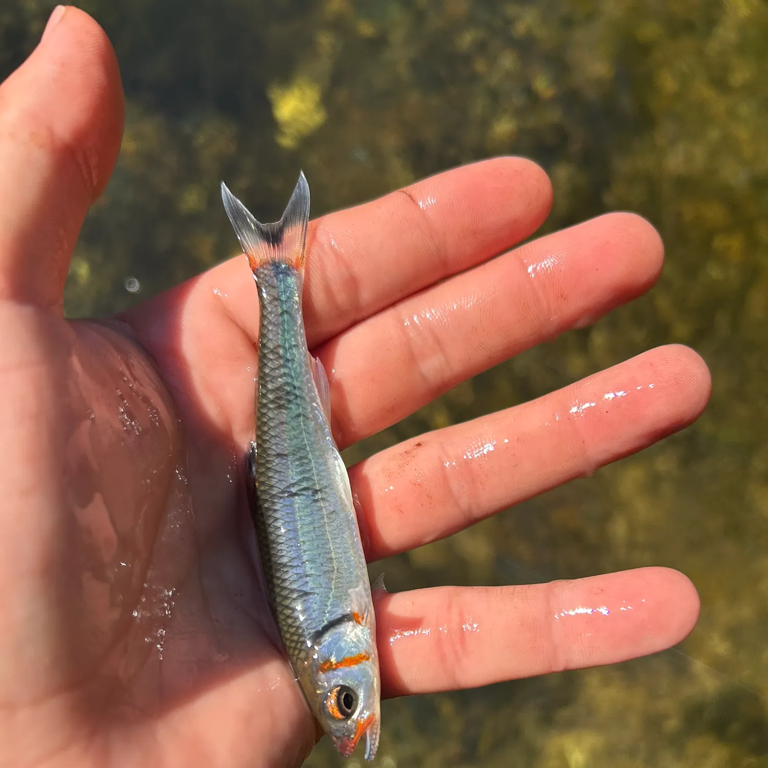 The most recent Warpaint shiner catches on Fishbrain