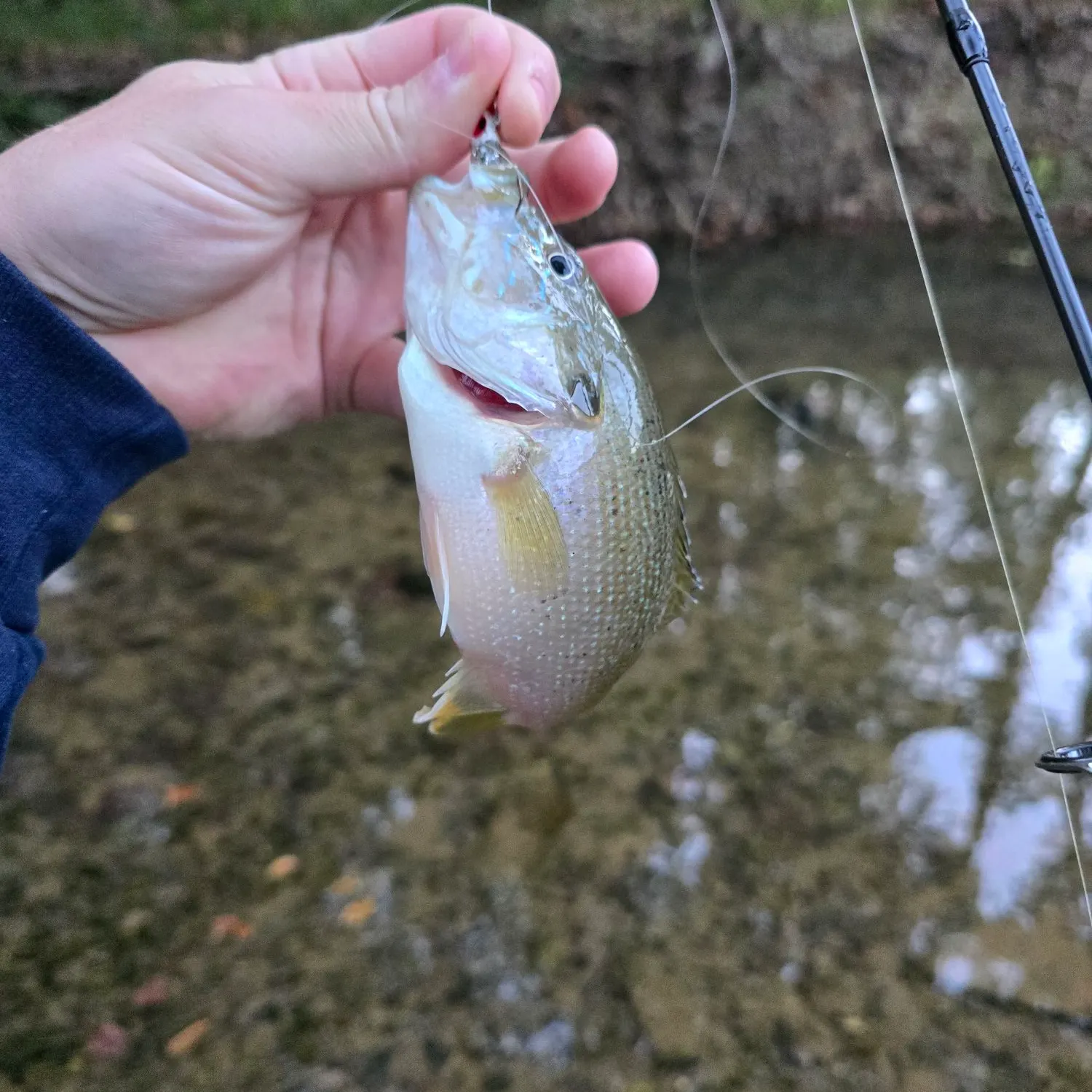 Green sunfish caught on Fishbrain