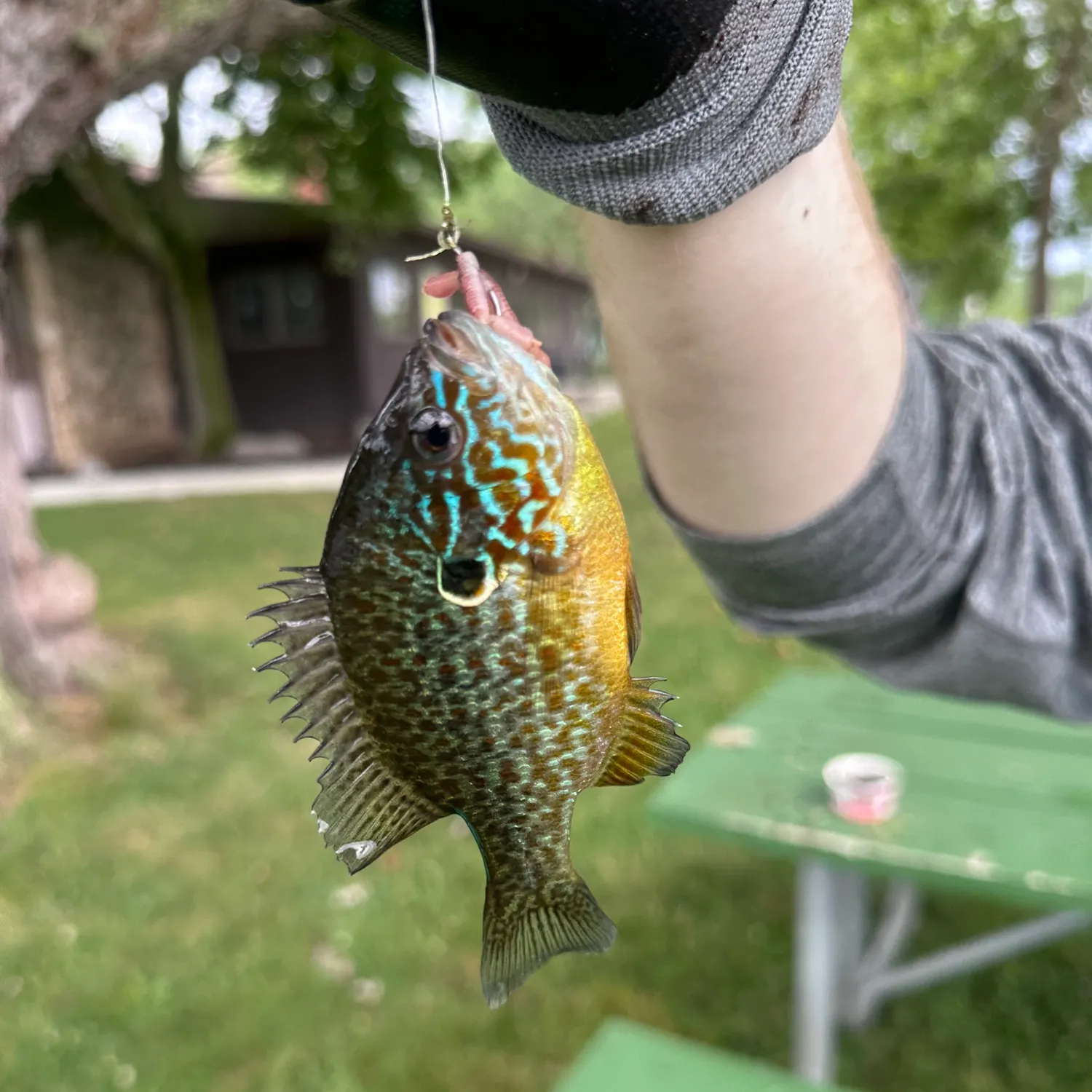 Pumpkinseed caught on Fishbrain