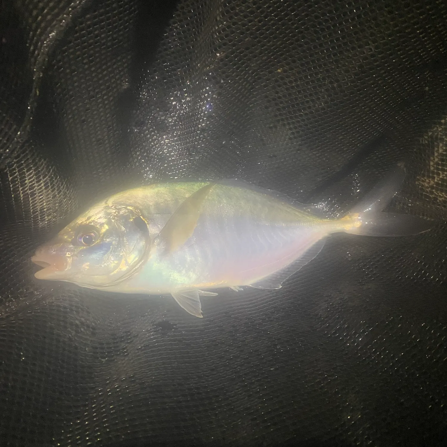 The most recent White trevally catches on Fishbrain